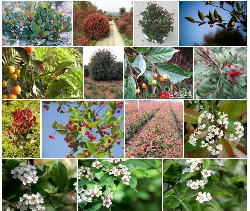 小叶石楠Photinia-parvifolia图片
