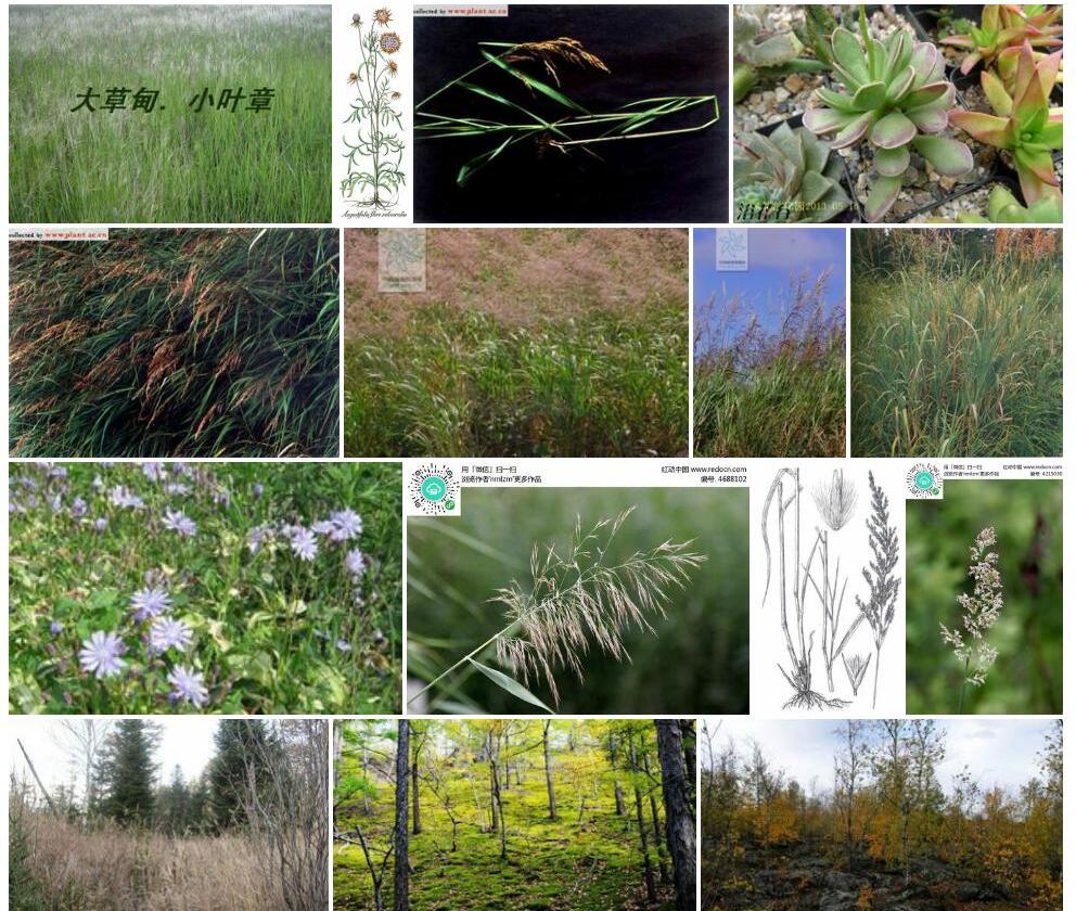 小叶章Deyeuxia-angustifolia图片