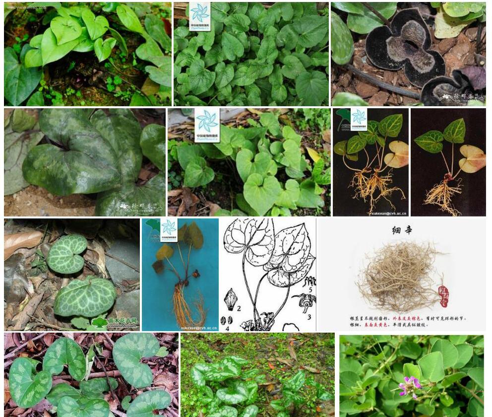 小叶马蹄香Asarum-ichangense图片