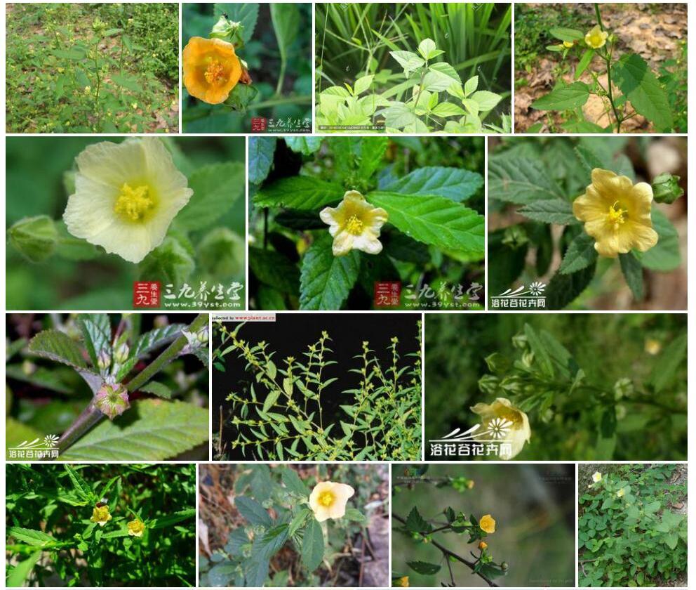小叶黄花稔Sida-alnifolia-var.-microphylla图片