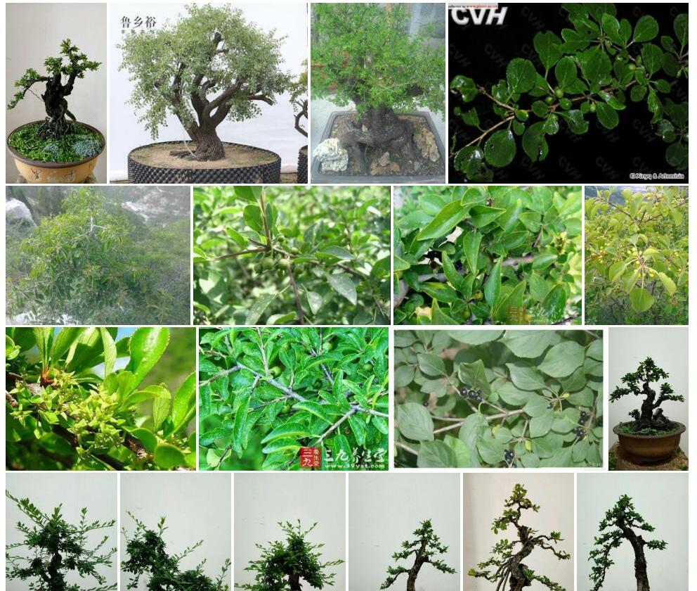 小叶鼠李Rhamnus-parvifolia图片