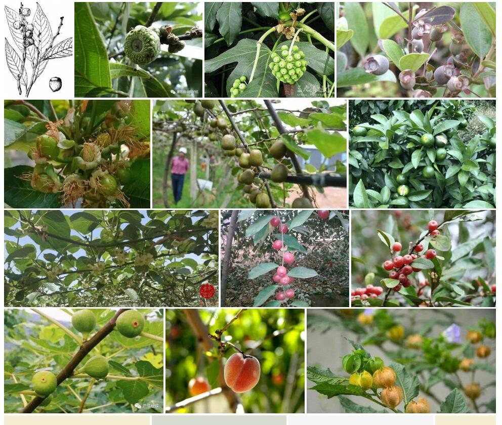 小截果柯Lithocarpus-truncatus-var.-baviensis图片