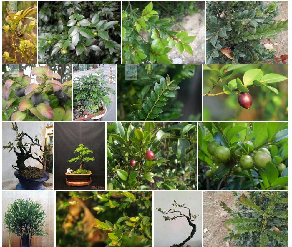 小果柿Diospyros-vaccinioides图片