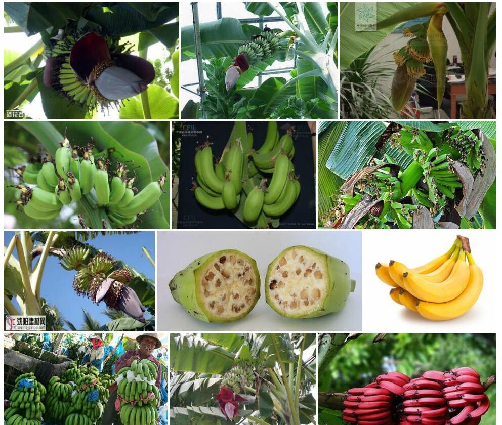 小果野蕉Musa-acuminata图片