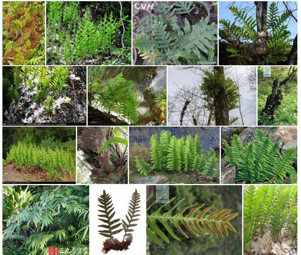 小槲蕨Drynaria-parishii图片