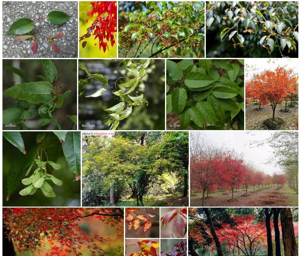 小紫果槭Acer-cordatum-var.-microcordatum图片