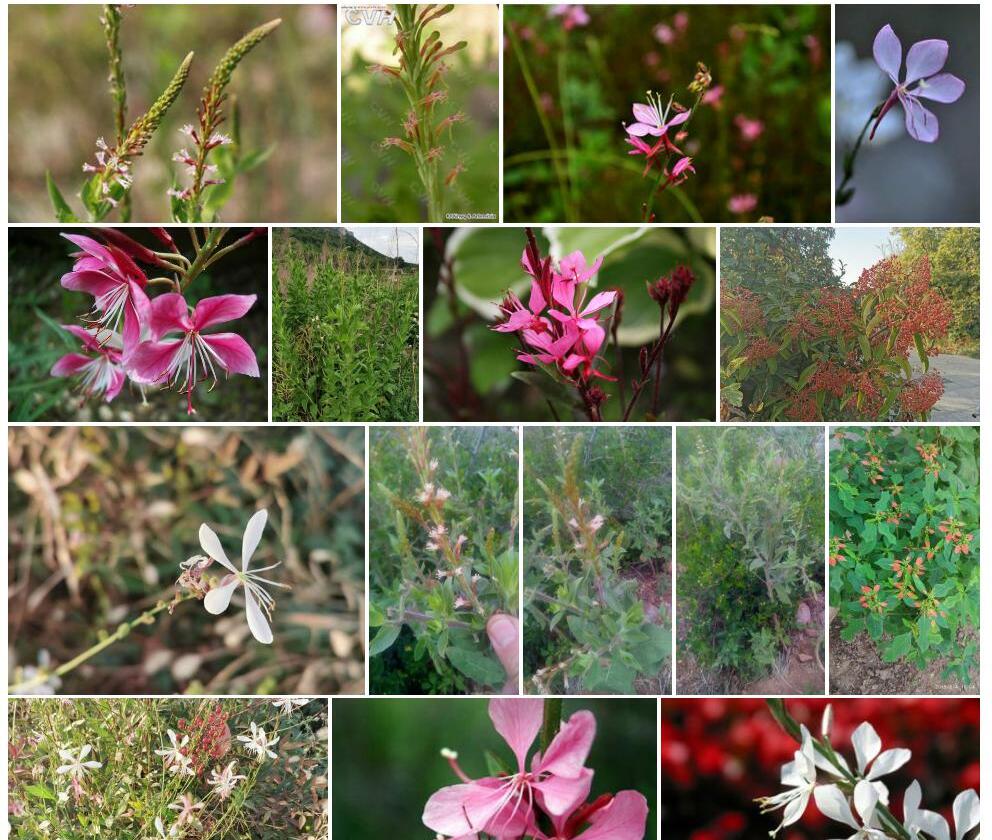 小花山桃草Gaura-parviflora图片