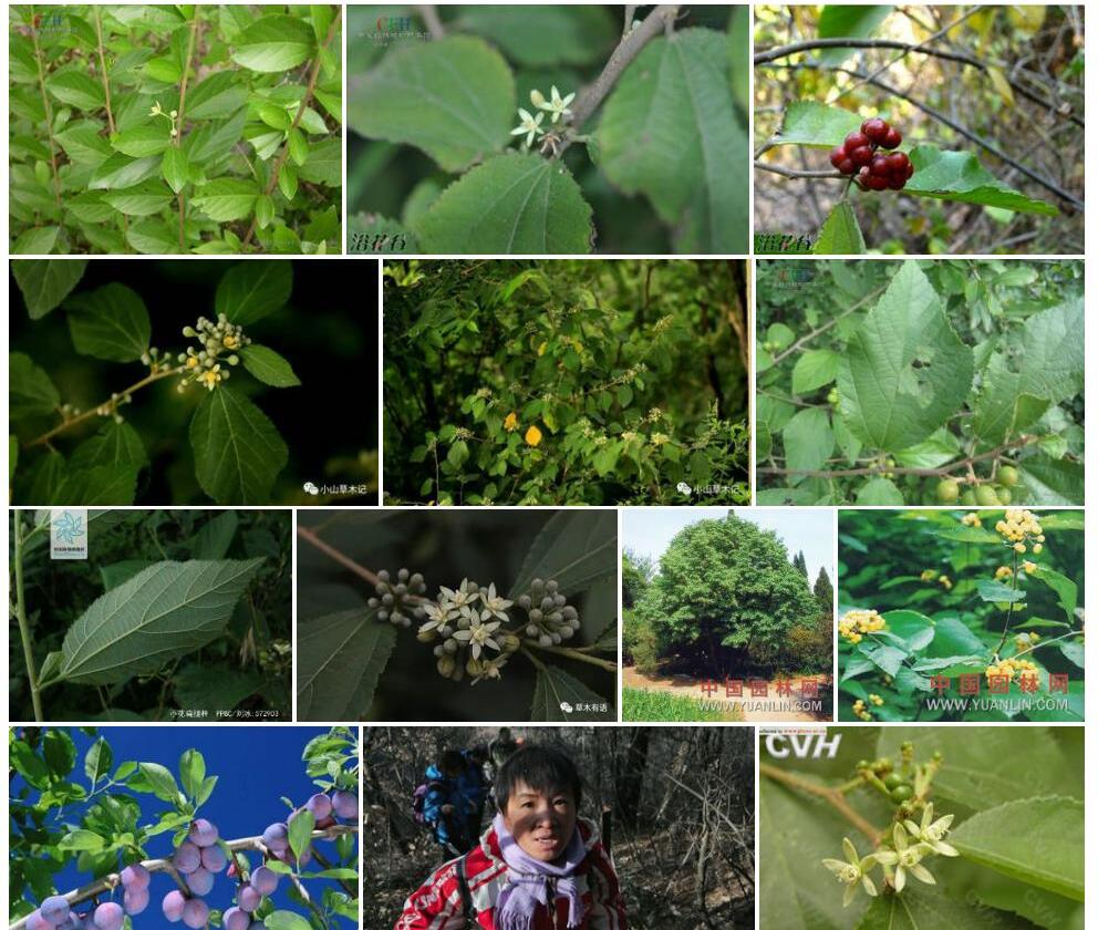 小花扁担杆Grewia-biloba-var.-parviflora图片