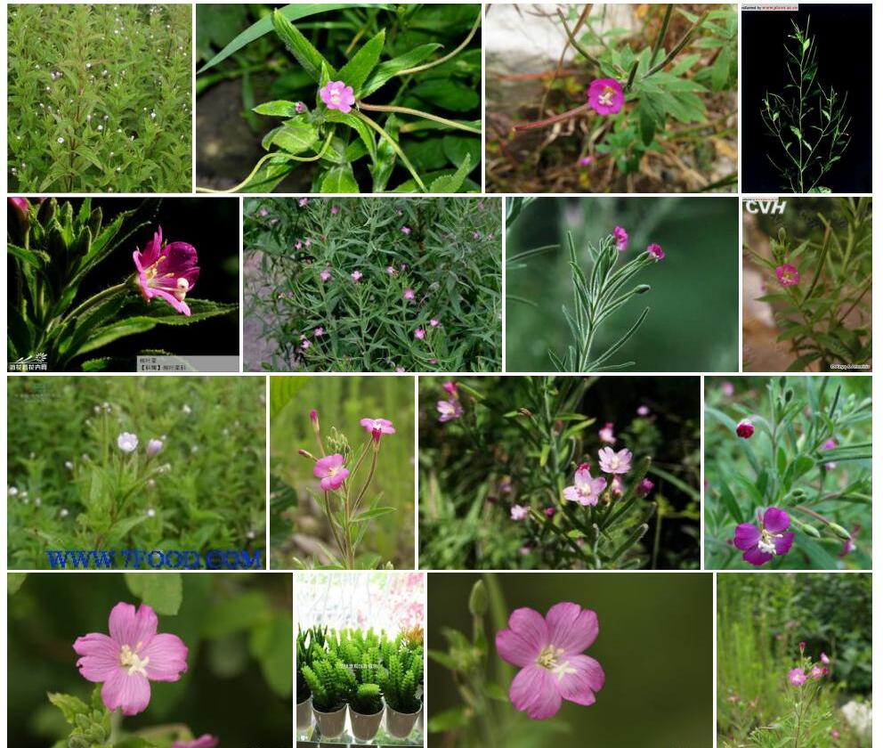 小花柳叶菜Epilobium-parviflorum图片