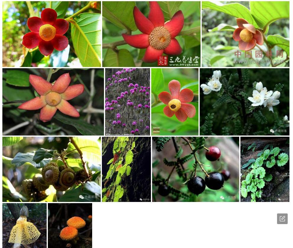 小花紫玉盘Uvaria-rufa图片