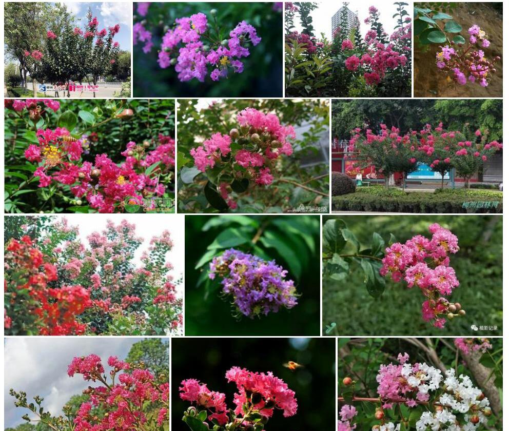 小花紫薇Lagerstroemia-micrantha图片