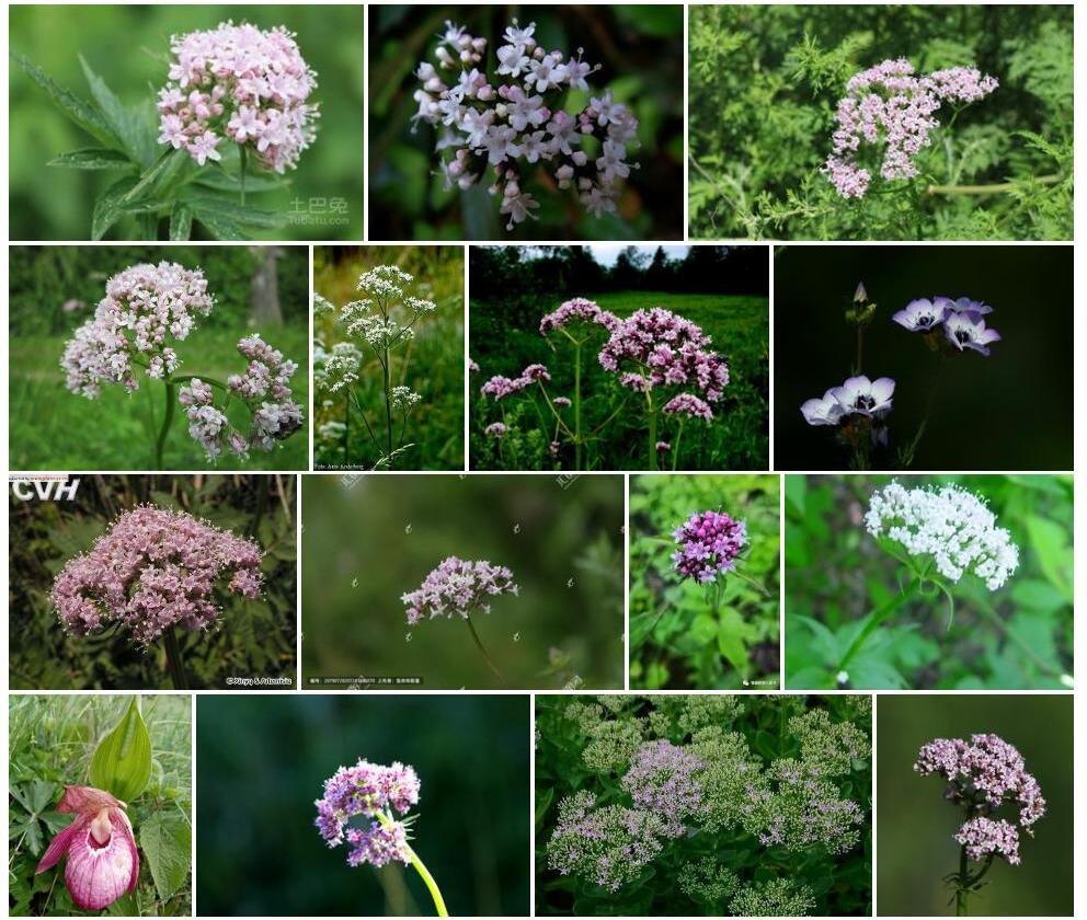 小花缬草Valeriana-minutiflora图片