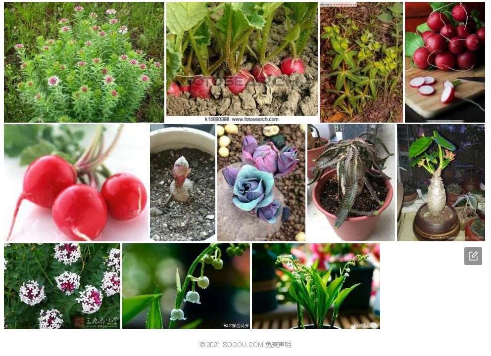 小萝卜大戟Euphorbia-rapulum图片