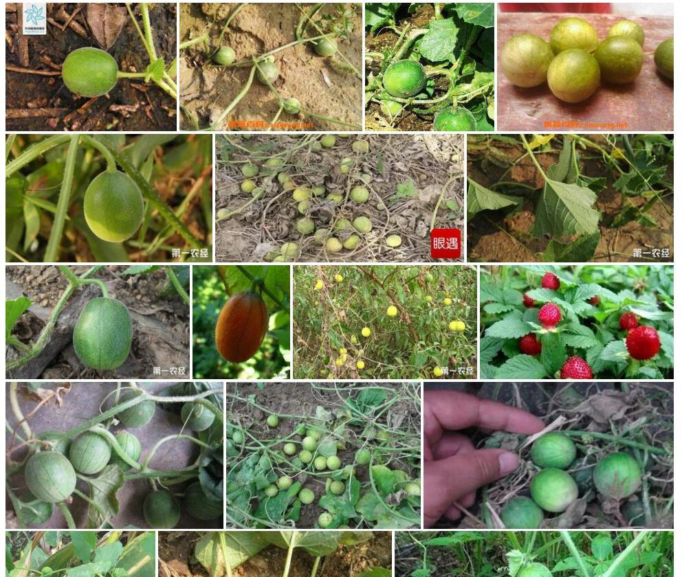 小马泡Cucumis-bisexualis图片