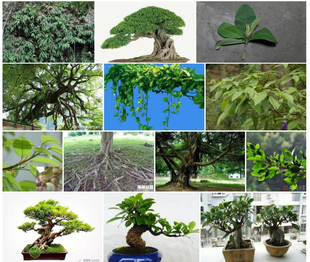 少脉爬藤榕Ficus-sarmentosa-var.-thunbergii图片