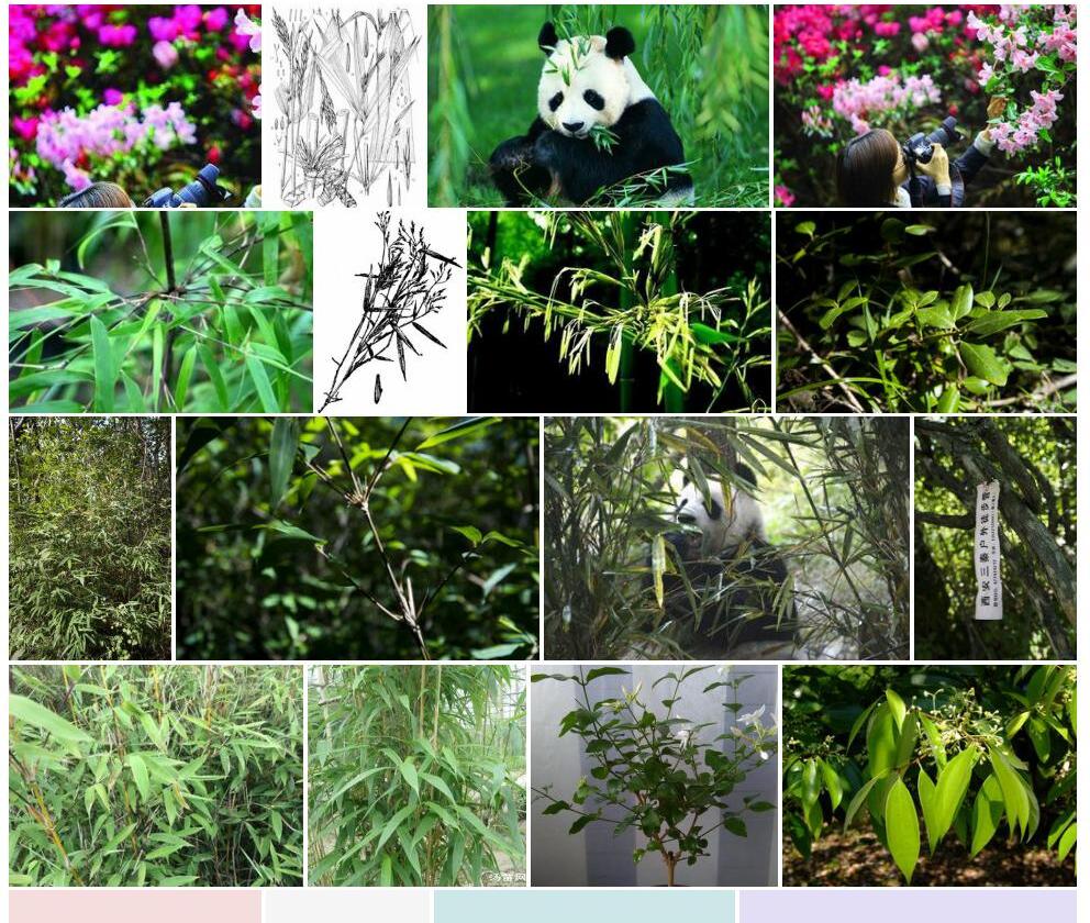 少花箭竹Fargesia-pauciflora图片