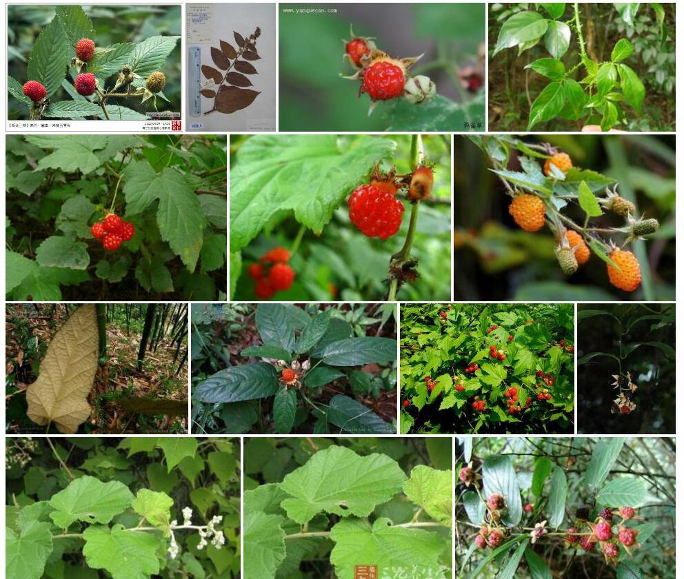 尖叶悬钩子Rubus-acuminatus图片