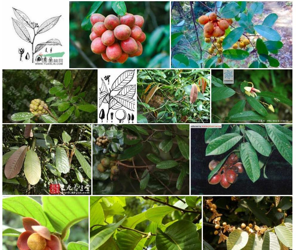 尖叶瓜馥木Fissistigma-acuminatissimum图片
