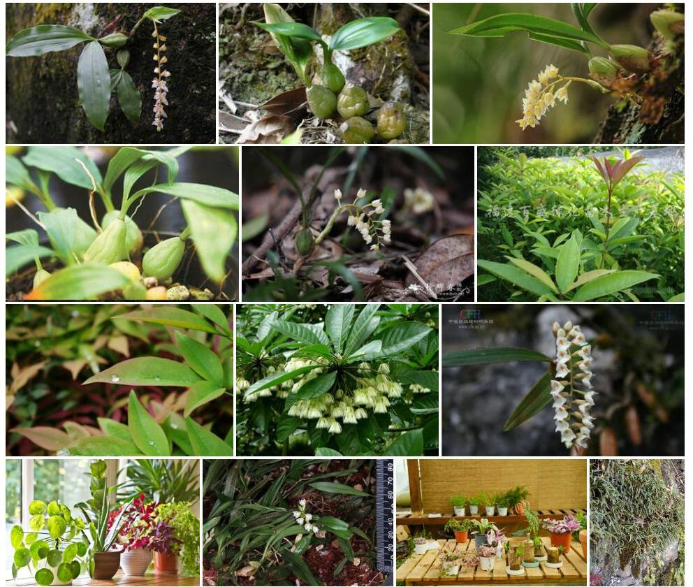 尖叶石仙桃Pholidota-missionariorum图片