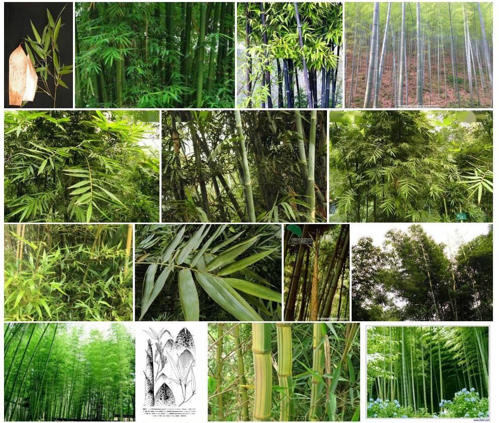 尖头青竹Phyllostachys-acuta图片