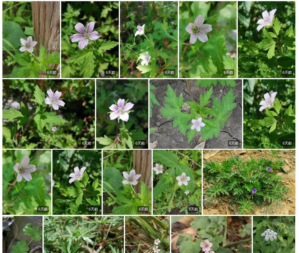 尼泊尔老鹳草Geranium-nepalense图片