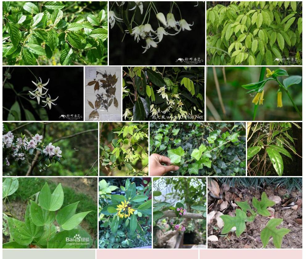 尾叶那藤Stauntonia-obovatifoliola-subsp.-urophylla图片