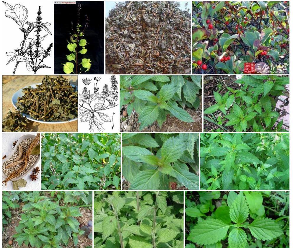 尾叶香茶菜Rabdosia-excisa图片