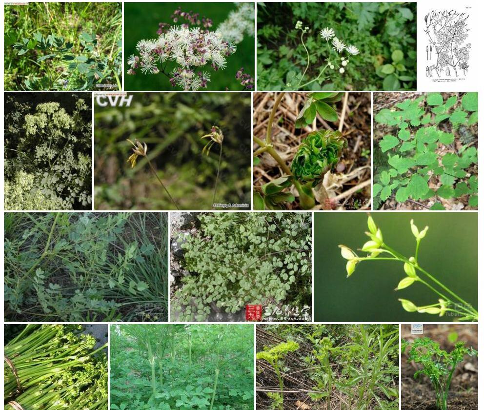 展枝唐松草Thalictrum-squarrosum图片