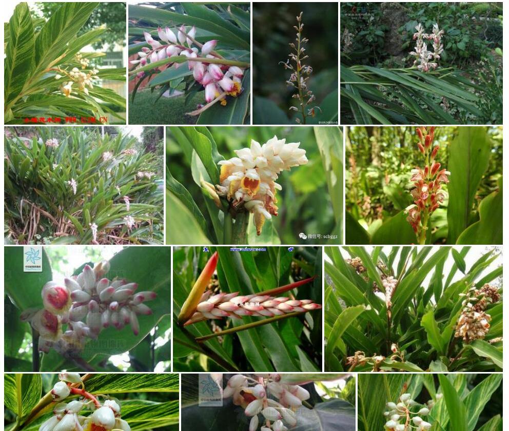 山姜属Alpinia图片
