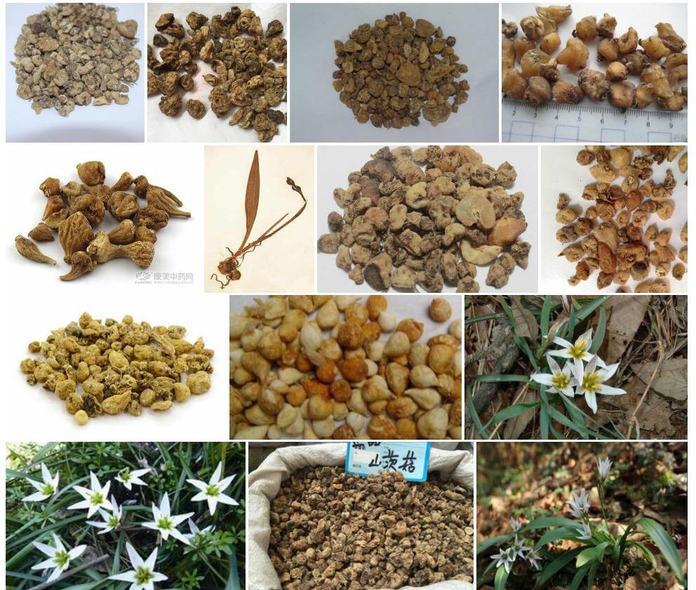 山慈菇Iphigenia-indica图片