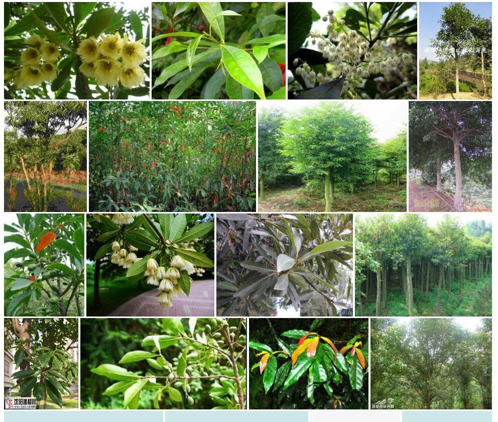 山杜英Elaeocarpus-sylvestris图片