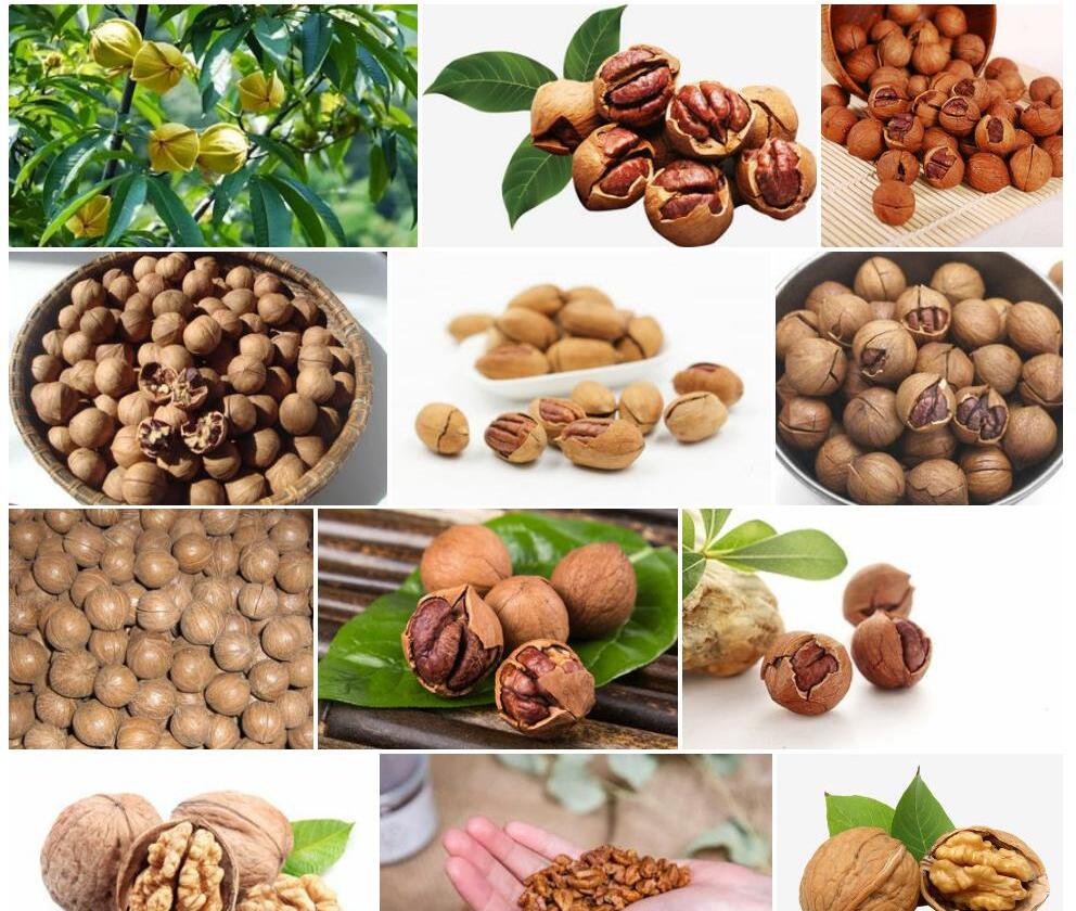 山核桃Carya-cathayensis图片