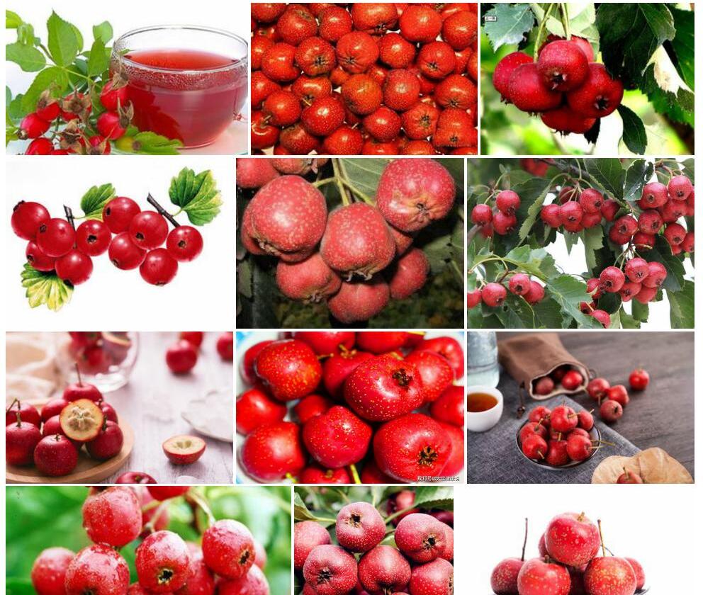 山楂Crataegus-pinnatifida图片