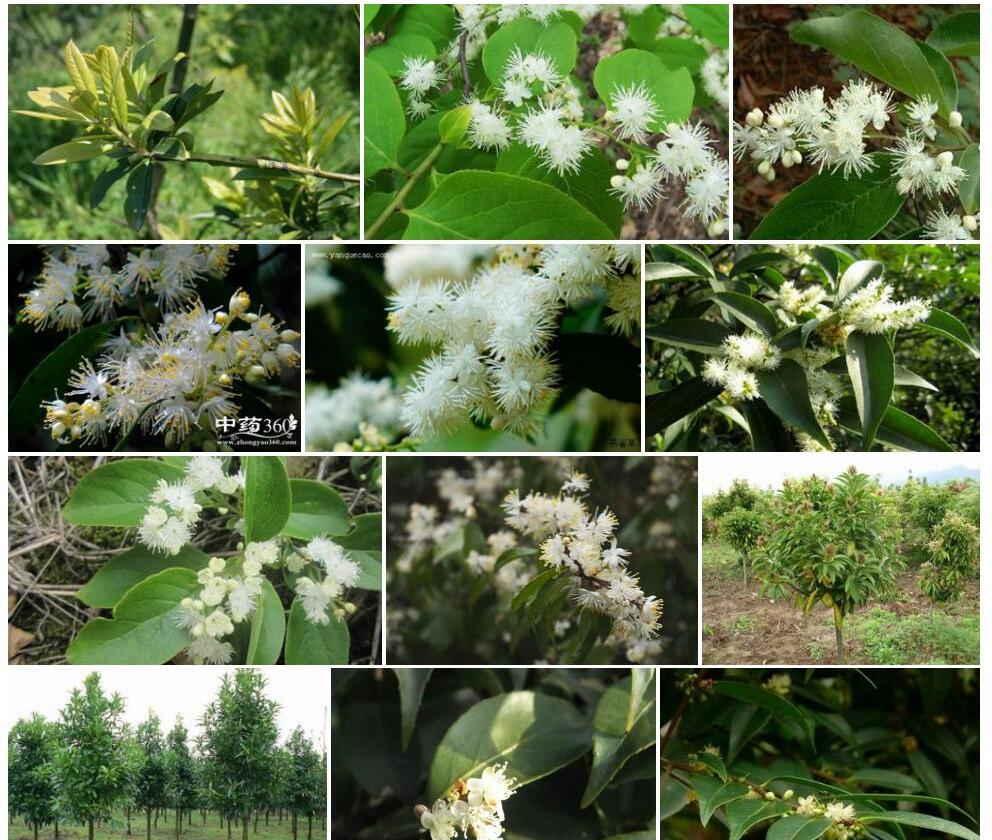 山矾Symplocos-sumuntia图片