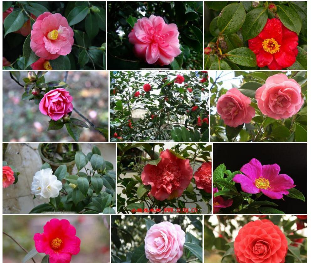 山茶属Camellia图片