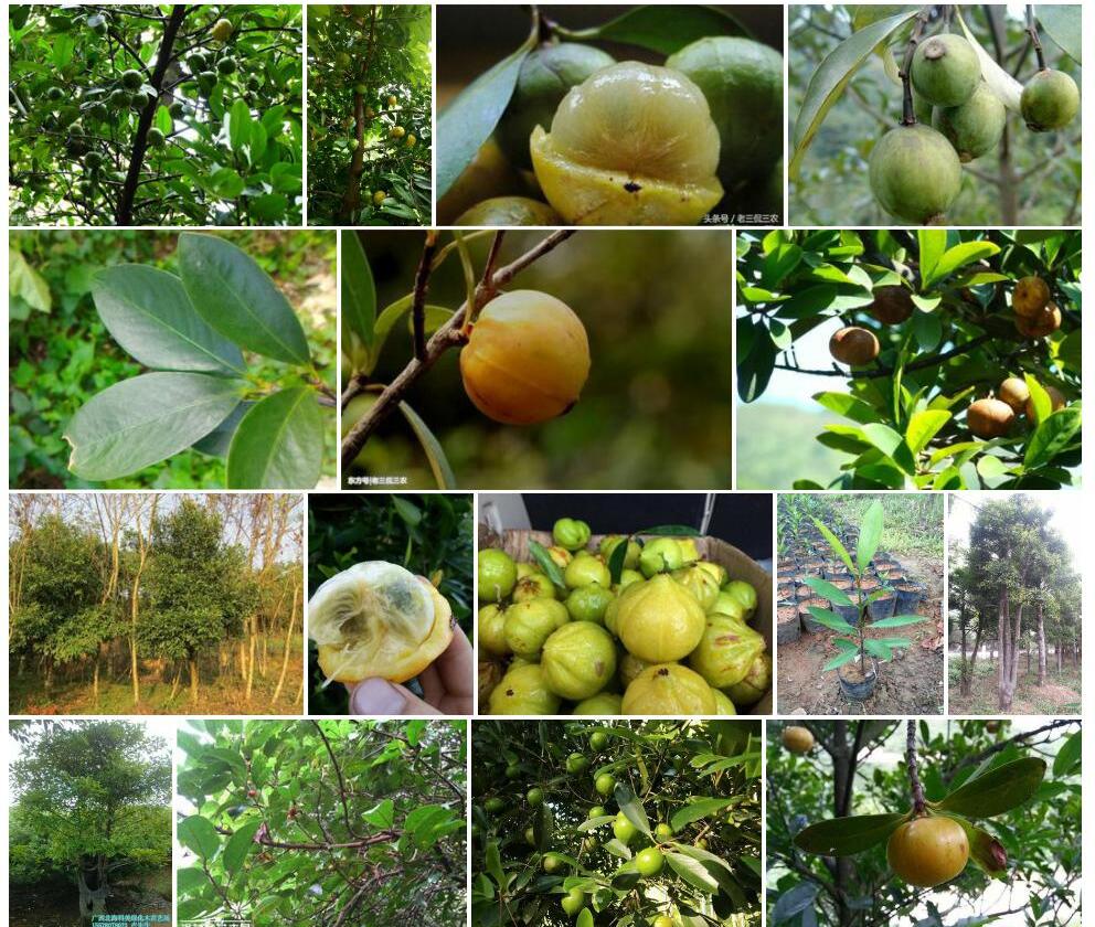 岭南山竹子Garcinia-oblongifolia图片