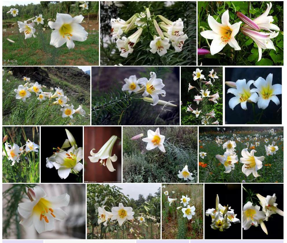 岷江百合Lilium-regale图片