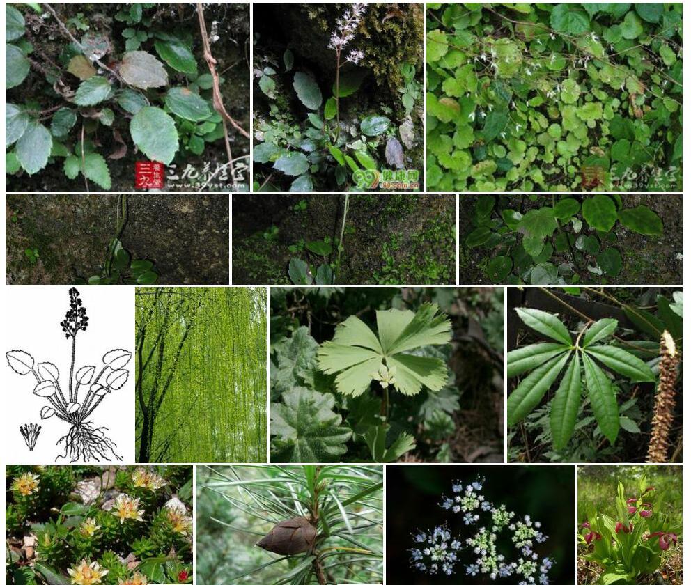 峨屏草Tanakaea-omeiensis图片