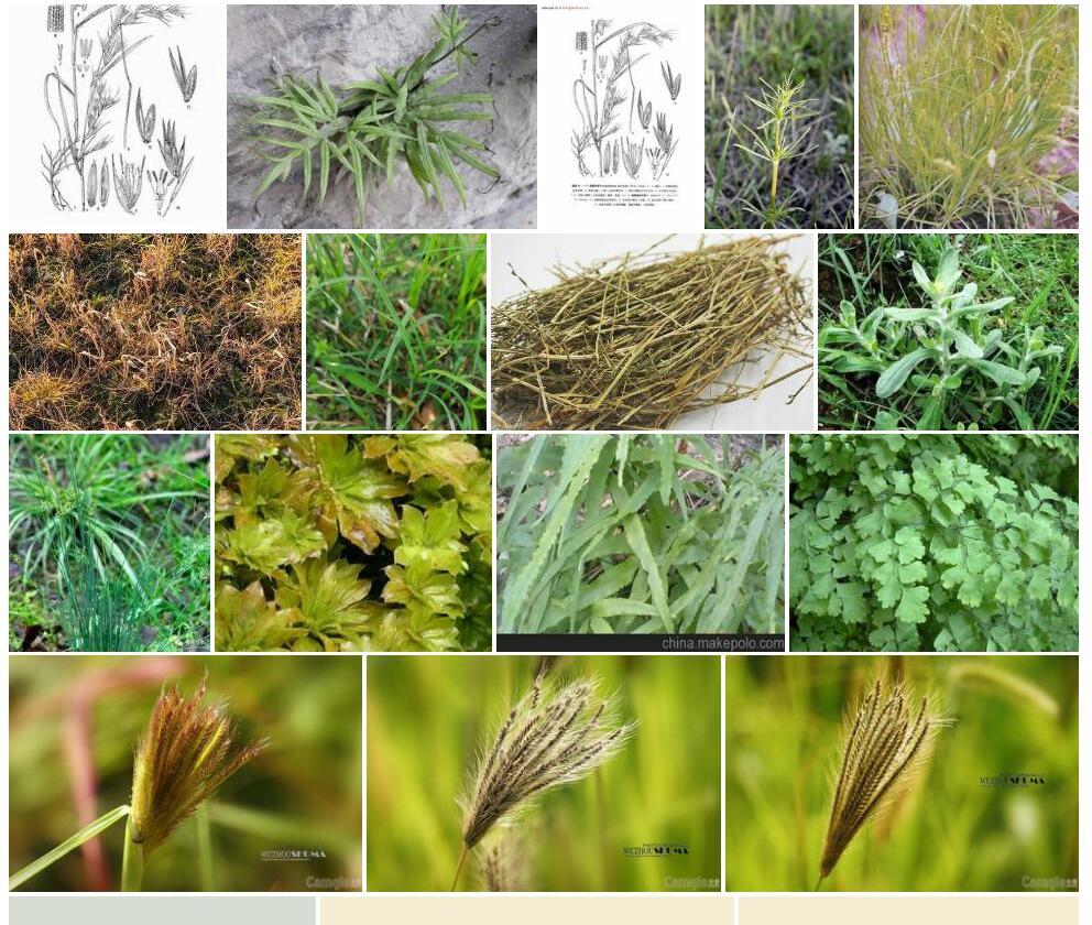 峨嵋假铁秆草Pseudanthistiria-emeiica图片