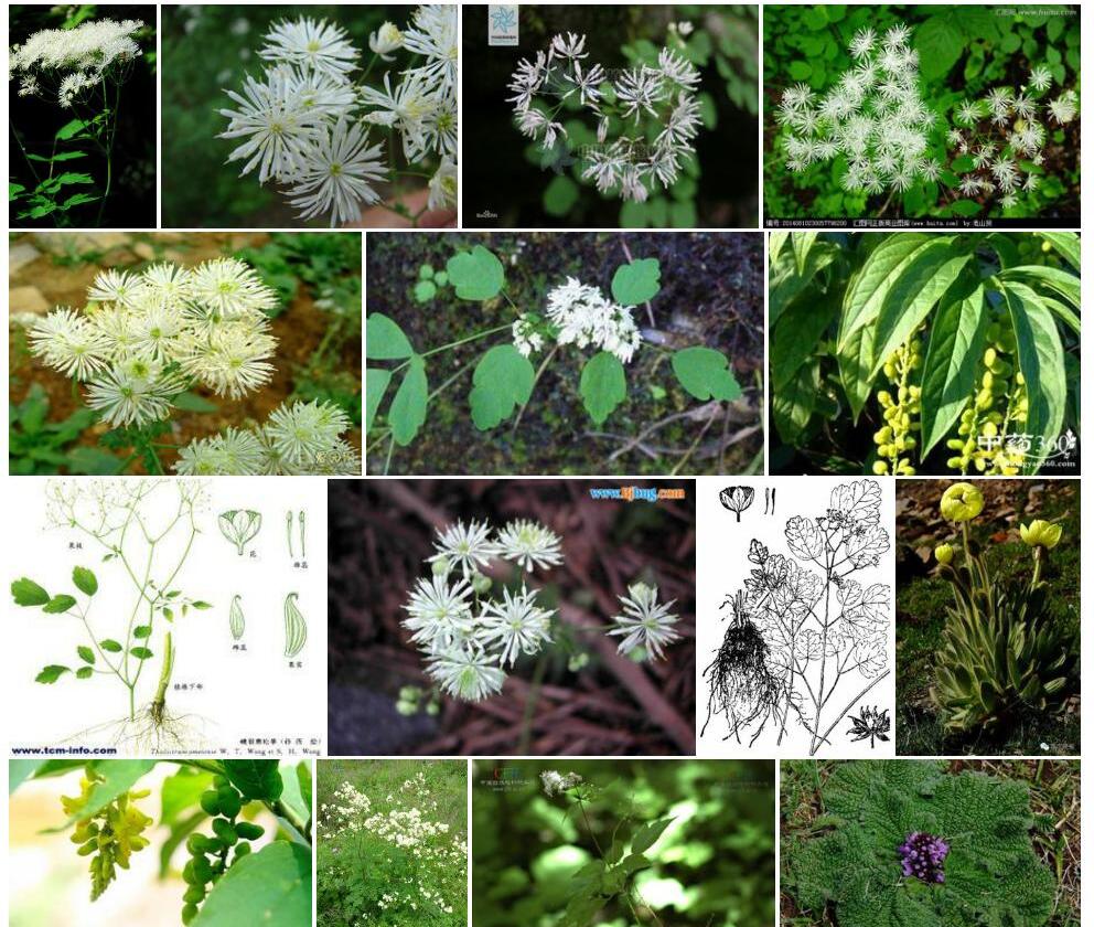 峨眉唐松草Thalictrum-omeiense图片