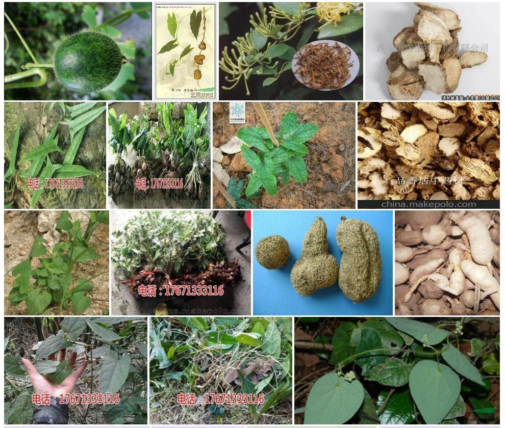 峨眉青牛胆Tinospora-sagittata-var.-craveniana图片