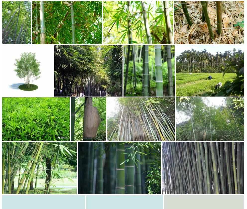 崖州竹Bambusa-textilis-var.-gracilis图片