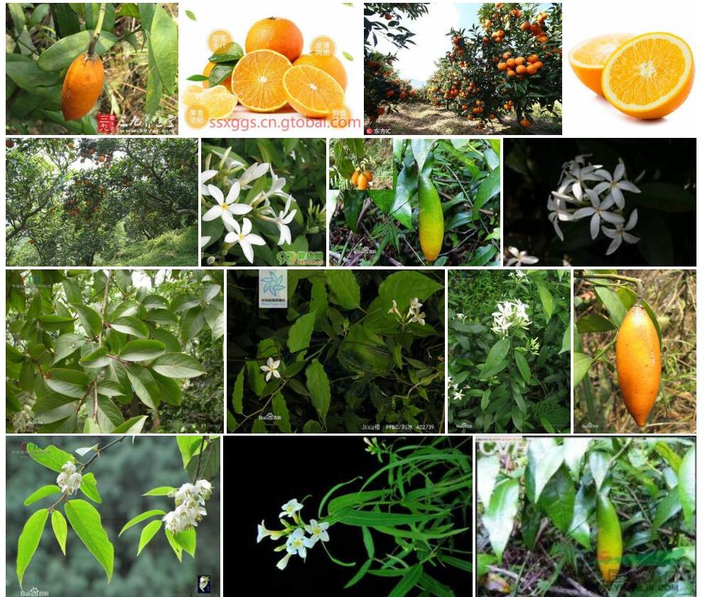 川山橙Melodinus-hemsleyanus图片