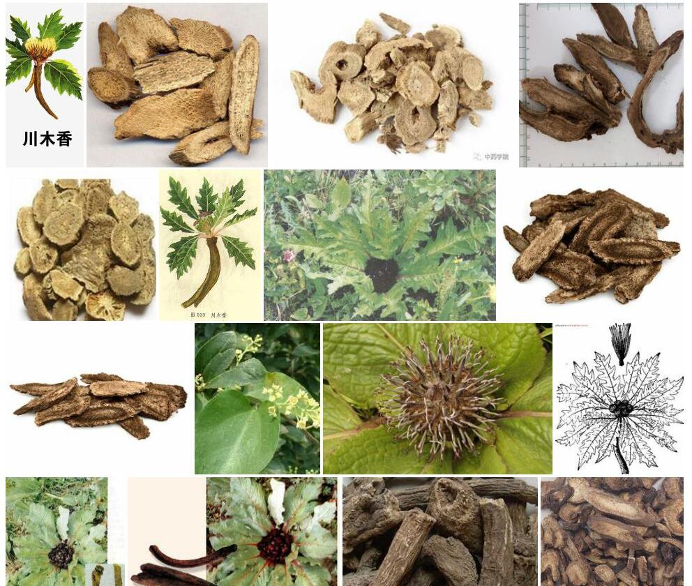 川木香Dolomiaea-souliei图片