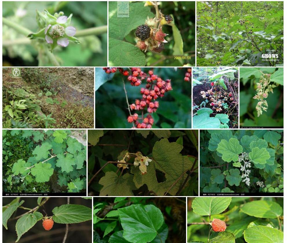 川莓Rubus-setchuenensis图片