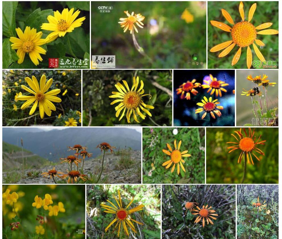 川西小黄菊Pyrethrum-tatsienense图片