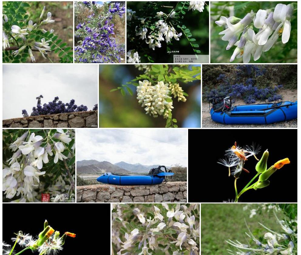 川西白刺花Sophora-davidii-var.-chuansiensis图片