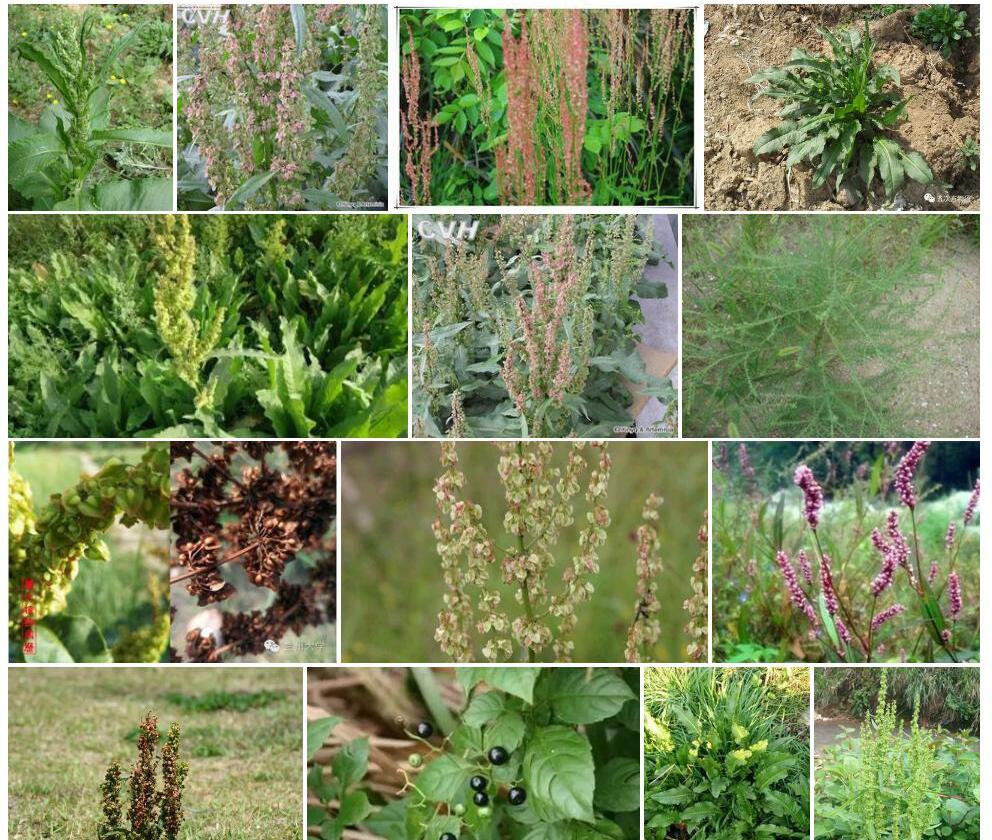 巴天酸模Rumex-patientia图片