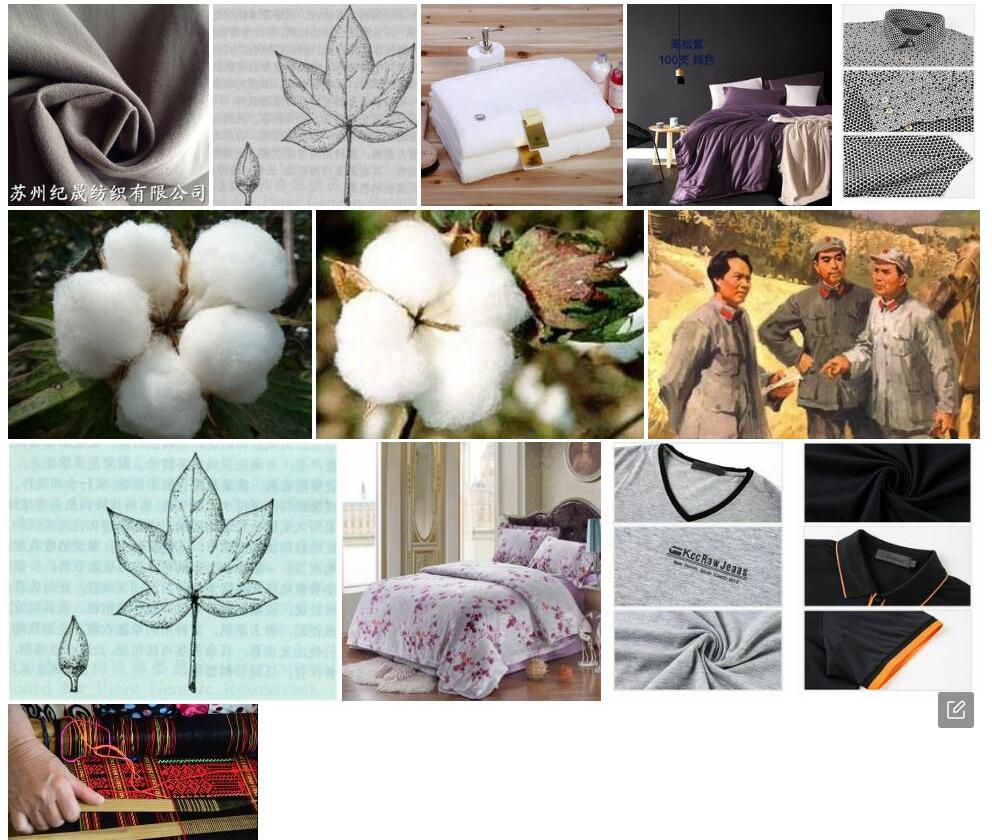 巴西海岛棉Gossypium-barbadense-var.-acuminatum图片