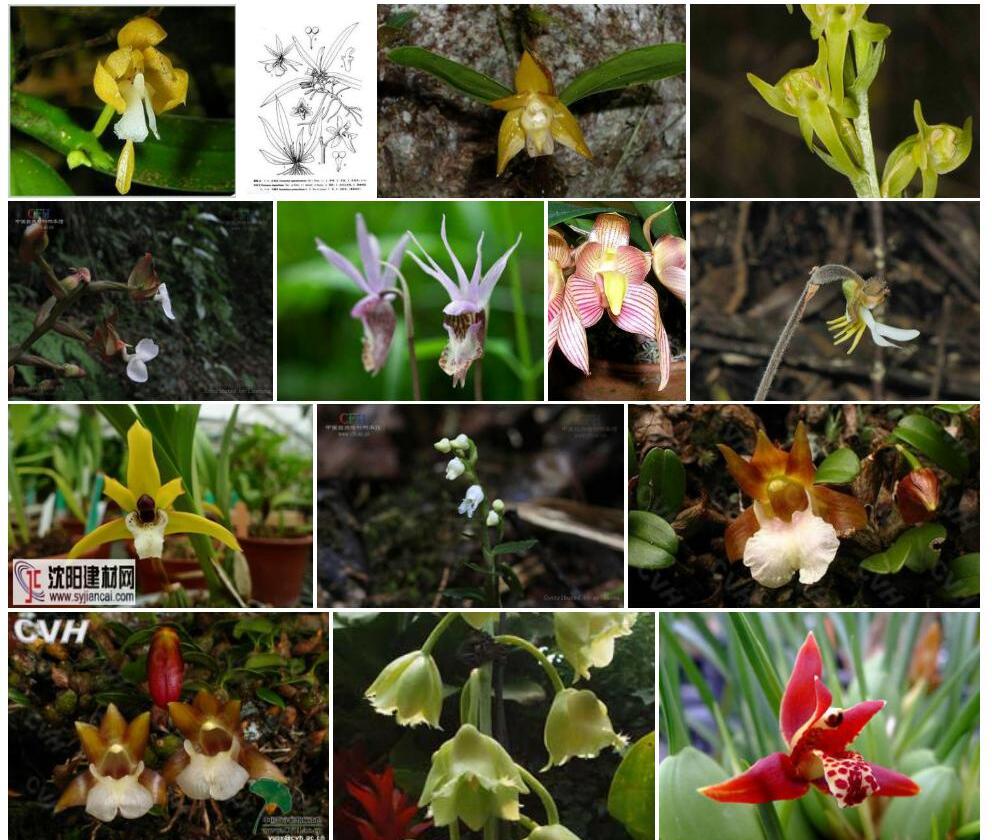 巾唇兰属Pennilabium图片